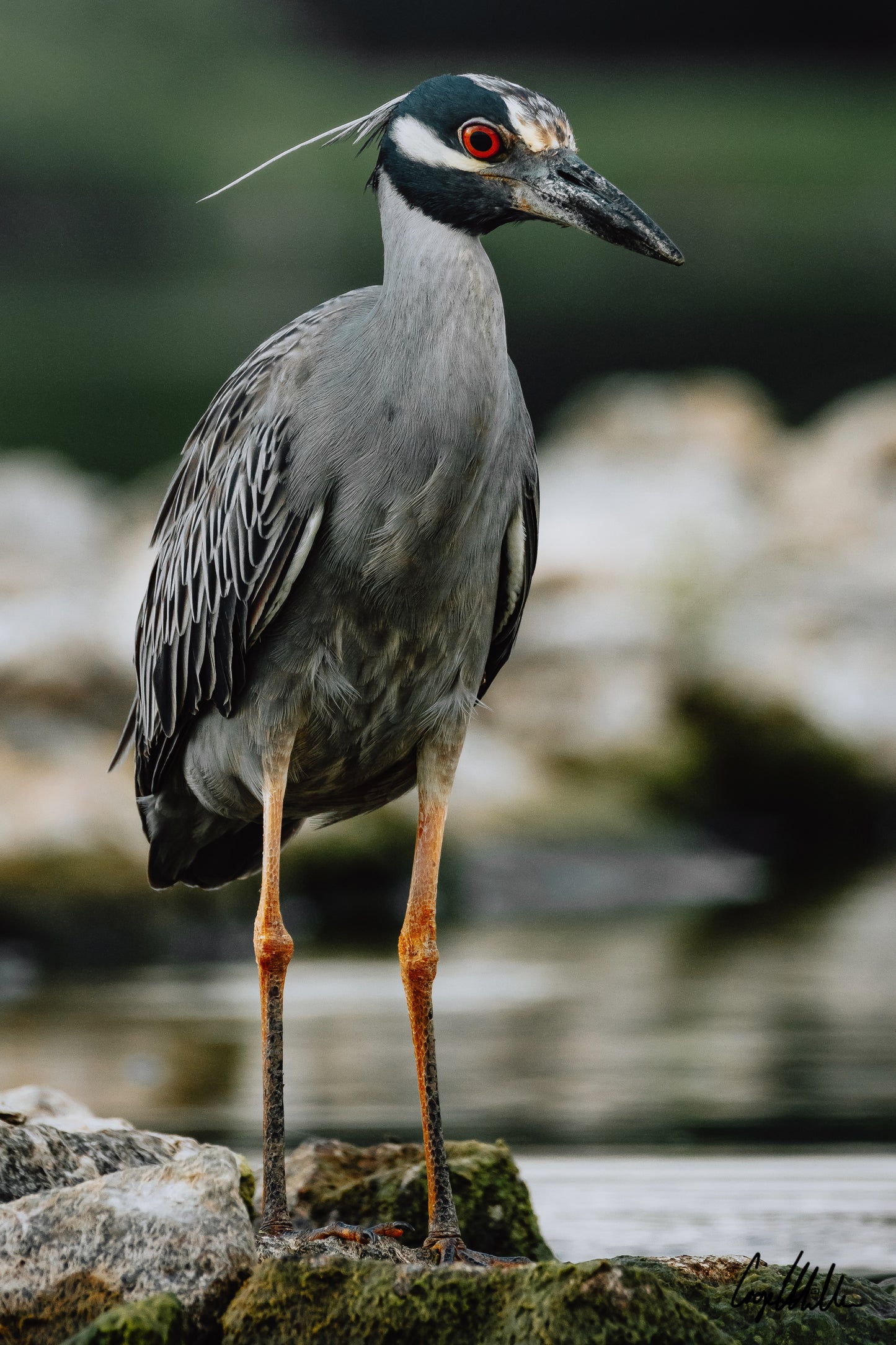 Yellow-Crowned Night Heron