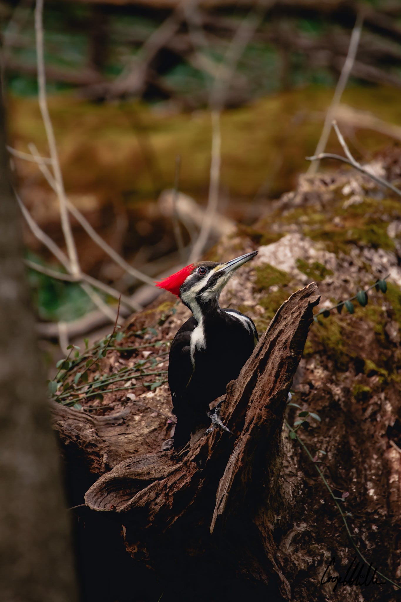 Pileated Woodpecker