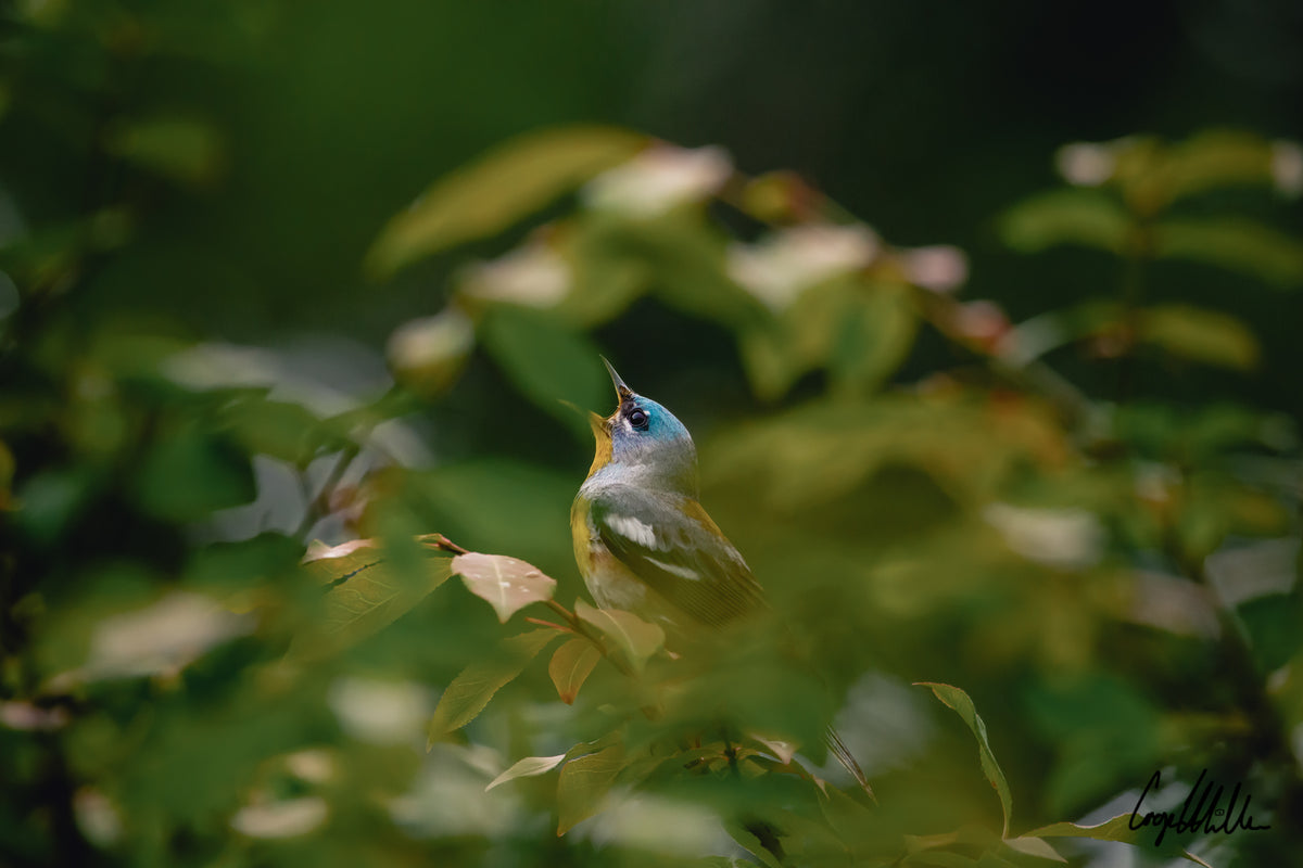 Northern Parula Singing through the Trees
