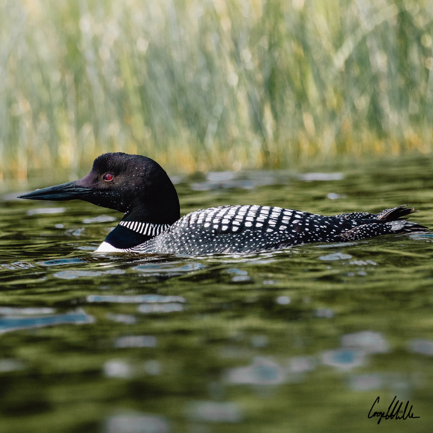 Common Loon