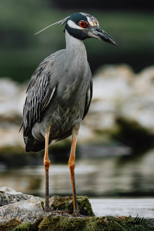 Yellow-Crowned Night Heron