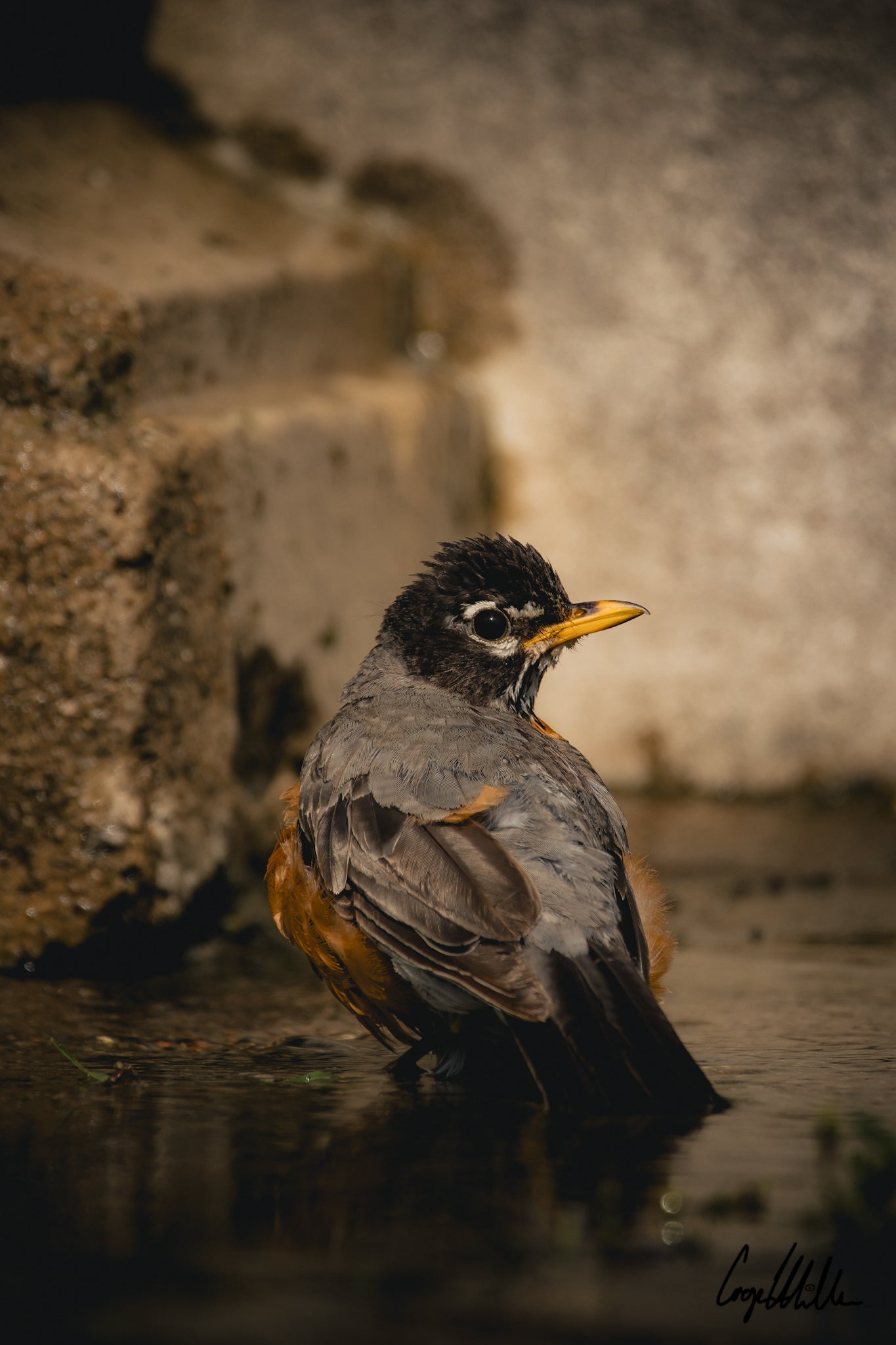American Robin