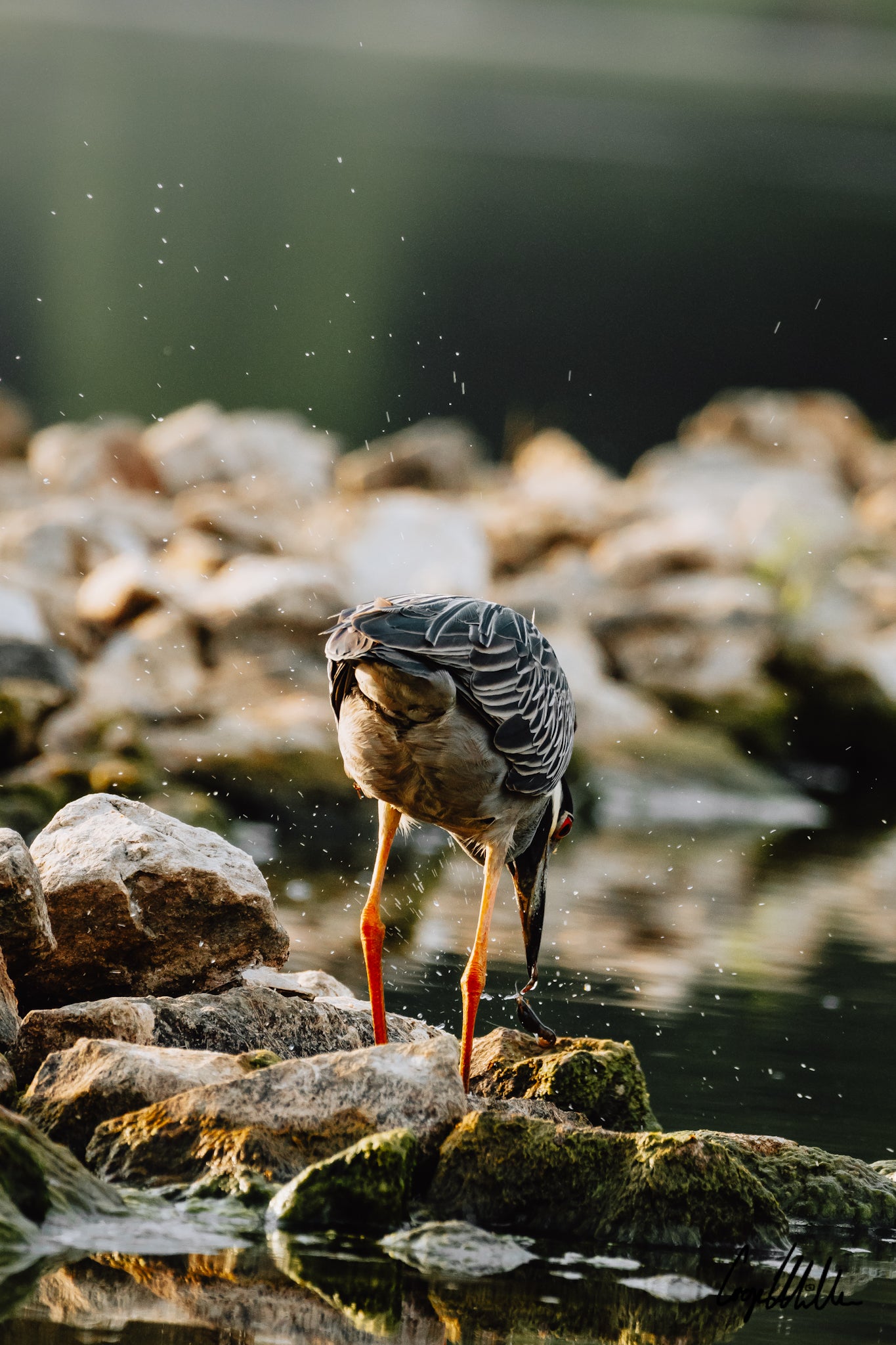 Yellow-Crowned Night Heron Playing with Lunch