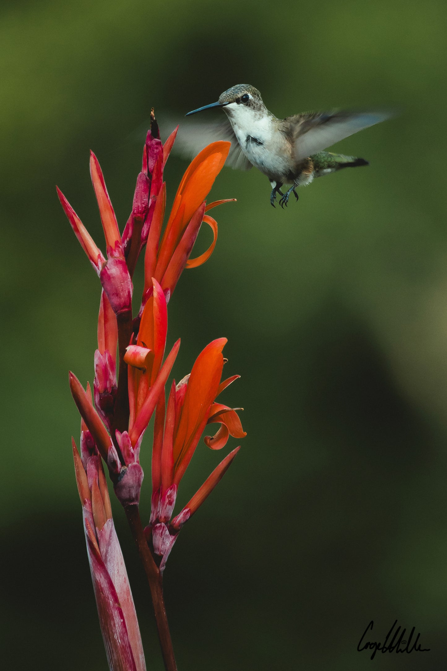 Ruby-Throated Hummingbird