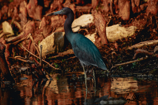 Little Blue Heron